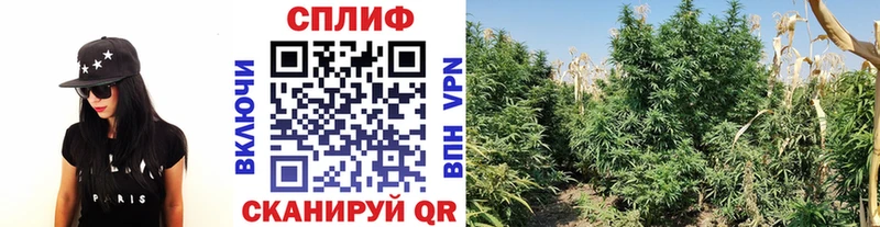 mega ТОР  Мценск  Бошки Шишки ГИДРОПОН 